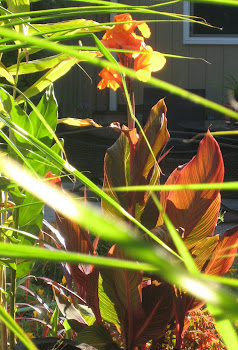 Canna Tropicana