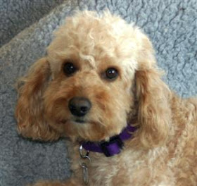Northdixie Designs Australian Labradoodles
