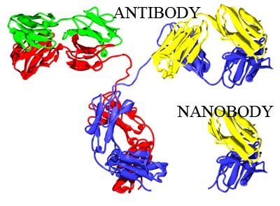[antibody+nanobody.jpg]