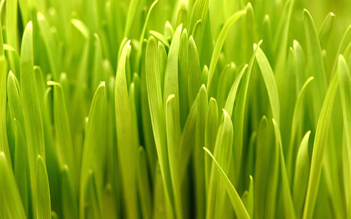 [grass.jpg]