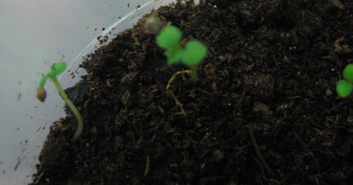 Strawberry seedlings Showing leaves