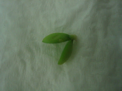 Lemon seed germination