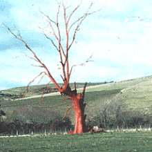 REDreadTREE