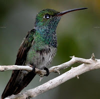 El Colibri Esmeralda hondureño,ave endemica en peligro de extincion