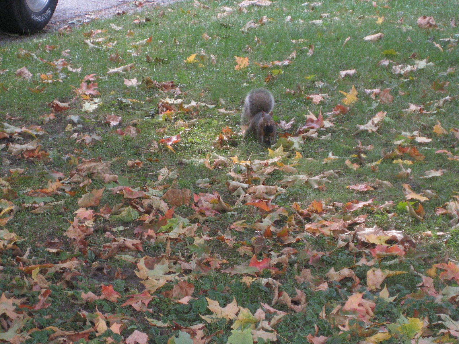 [squirrel+in+the+yard.jpg]