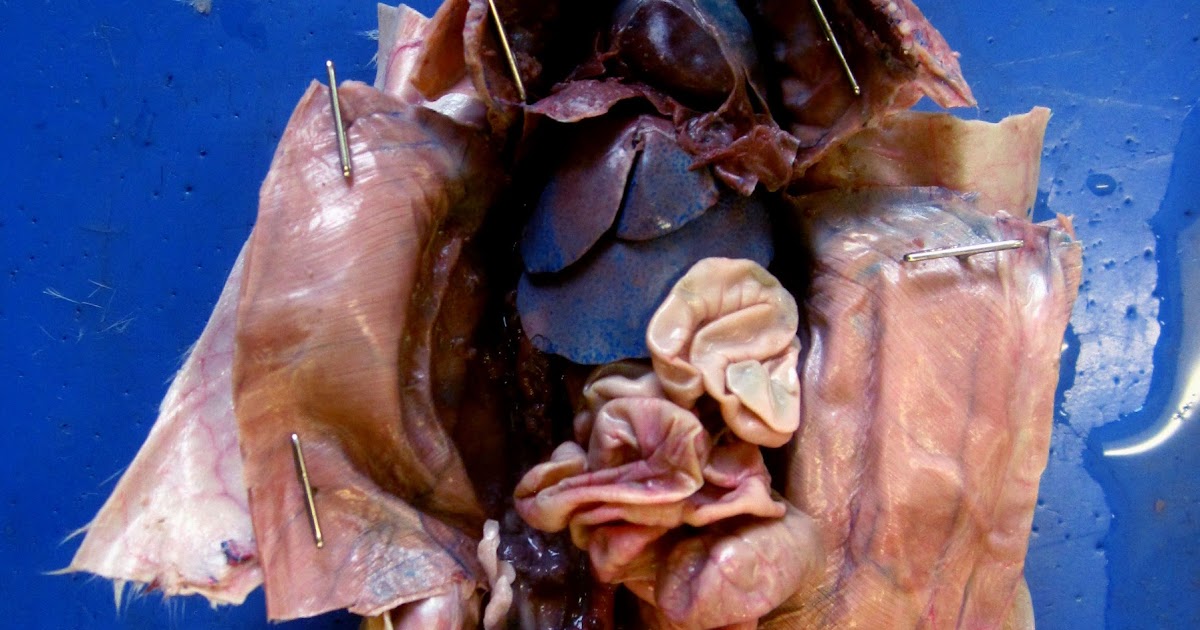 Biology 11: Rat Dissection