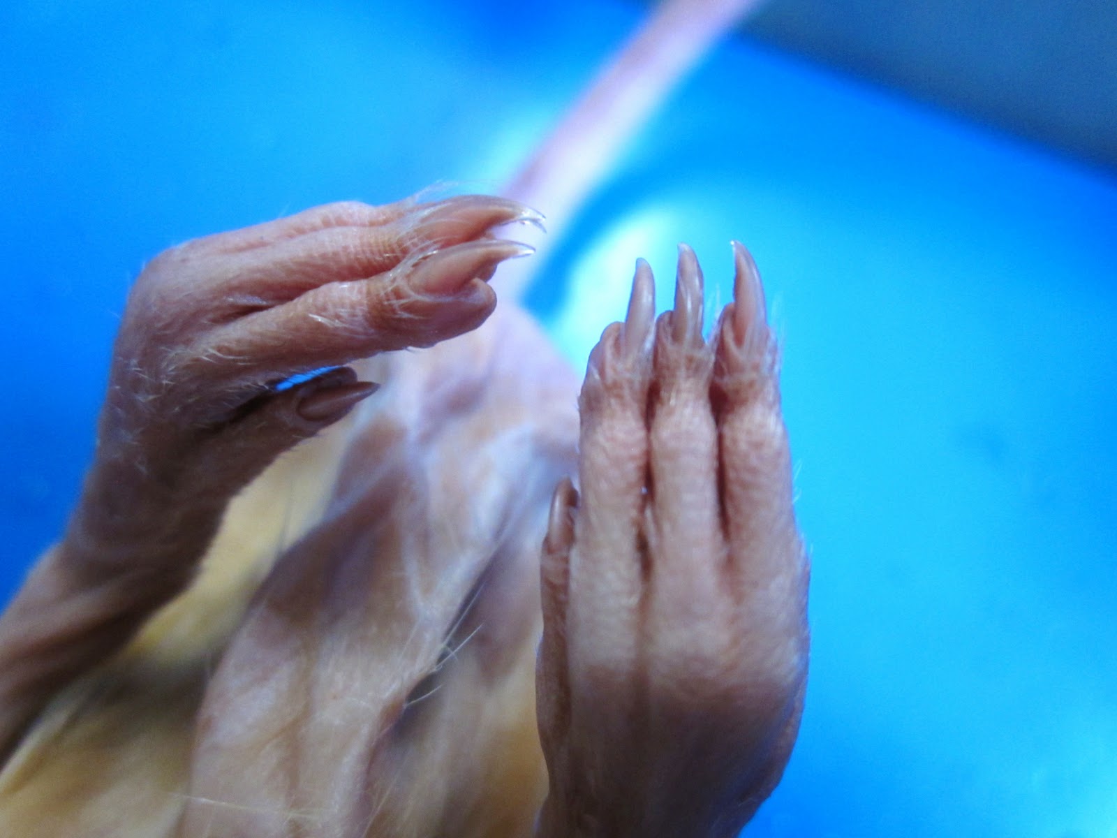 Biology 11 Rat Dissection