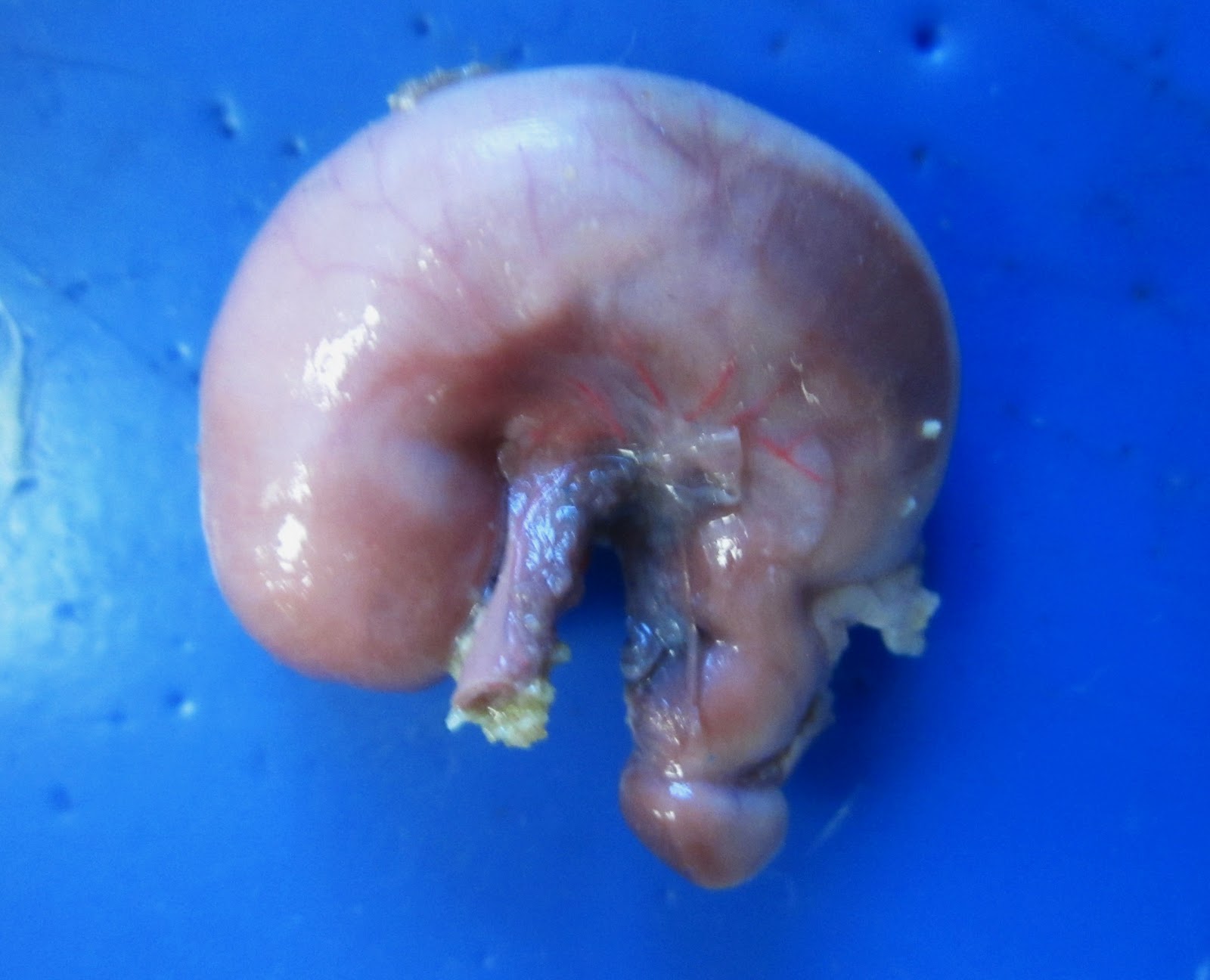 Biology 11: Rat Dissection