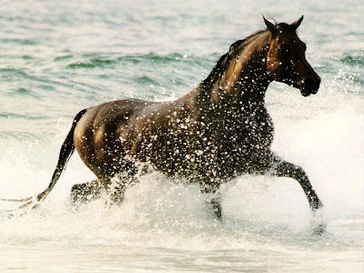 desktop wallpapers horses desktop wallpapers horses