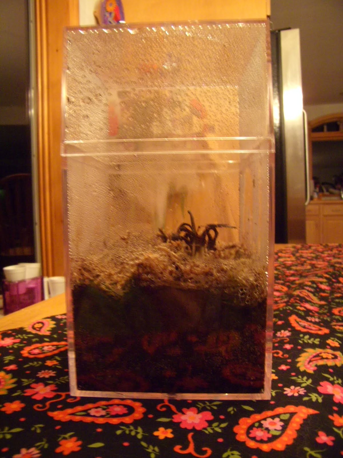 The Personal Autopsy Adventures in Carnivorous Planting