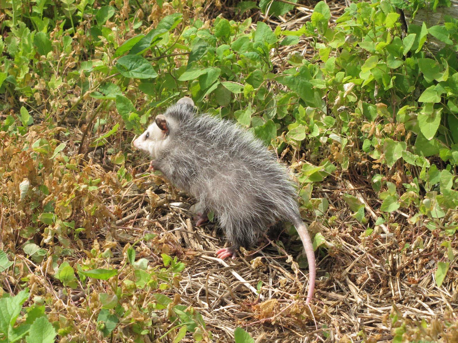 Opossum+Bite ... they are not alive seldom will an opossum bite as a means of defense