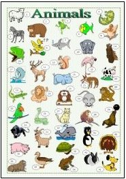 [Animals+-+picitionary.jpg]