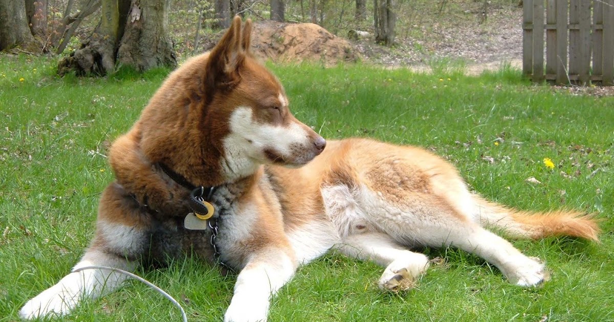 HuskyDogs Blogging Do NOT shave your husky for the summer
