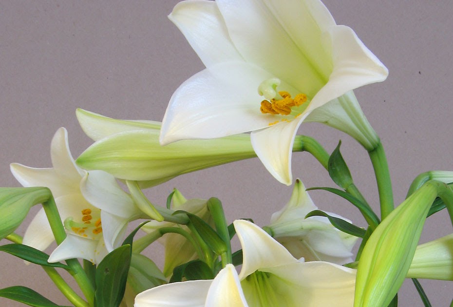 St. Elizabeth of Hungary Roman Catholic Church Donate Easter Lilies