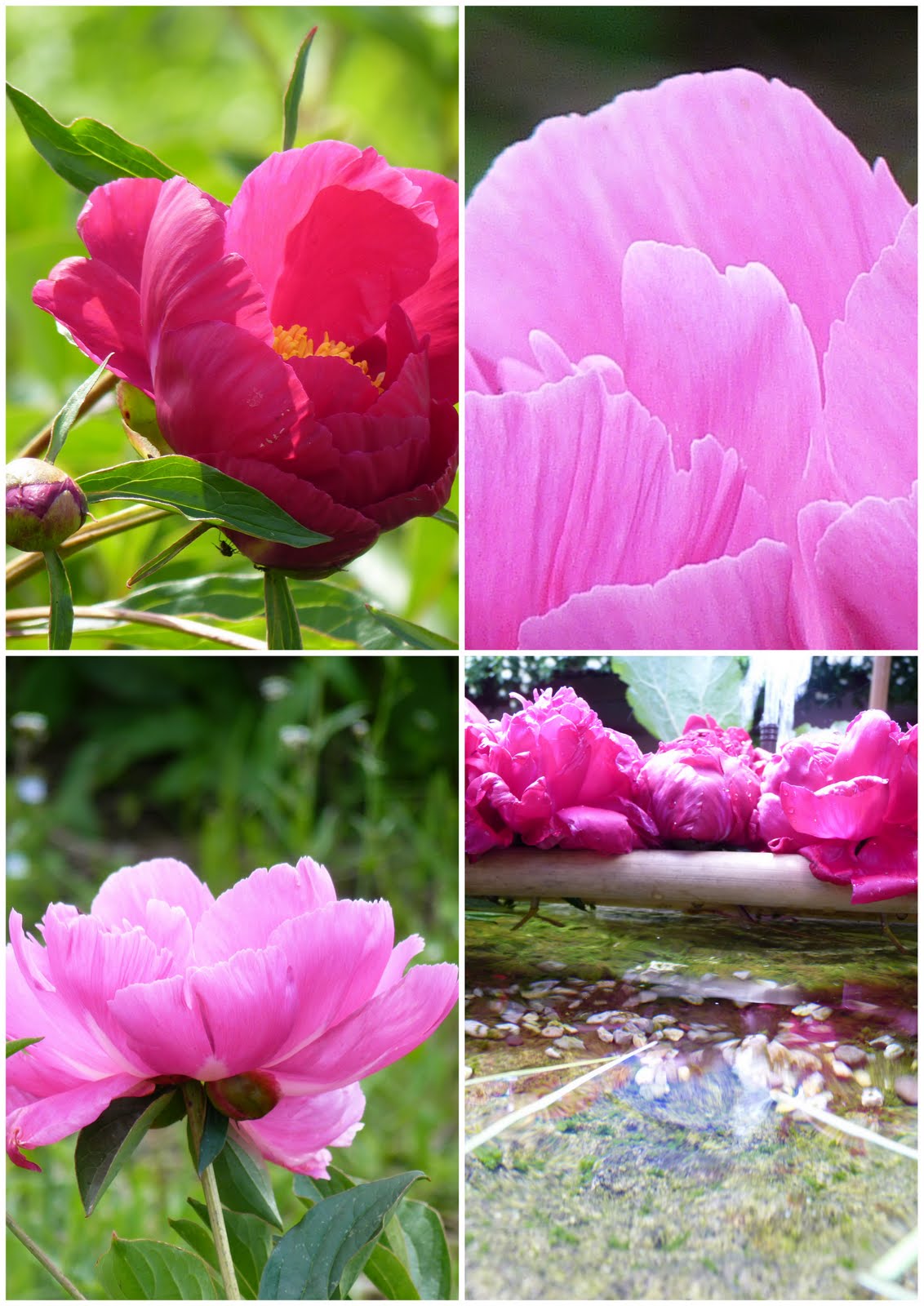 Pivoines