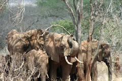 Tsavo Elephants