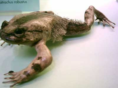 Trichobatrachus_robustus.jpg