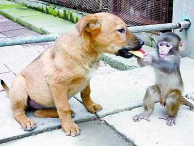 puppy and monkey