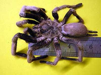 [giant+tarantula.jpg]