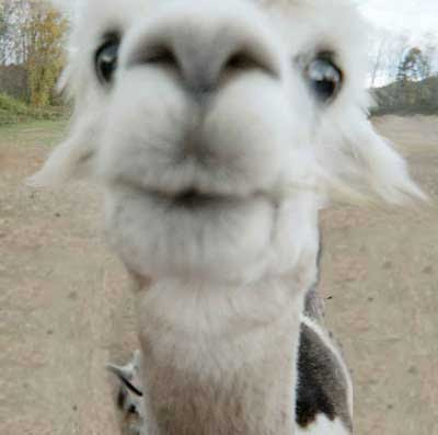 http://4.bp.blogspot.com/_f98opUNuVXc/SpTyqnGb-RI/AAAAAAAAJlk/NFl-g_Y5G7g/s400/Alpaca.jpg