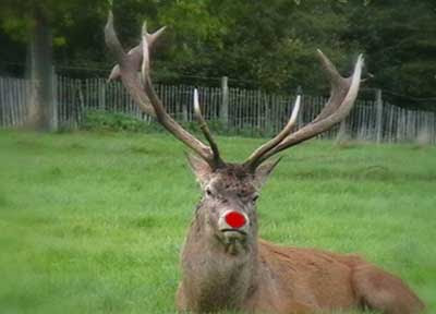 Nothing To Do With Arbroath: Rudolph the red nosed reindeer is a female