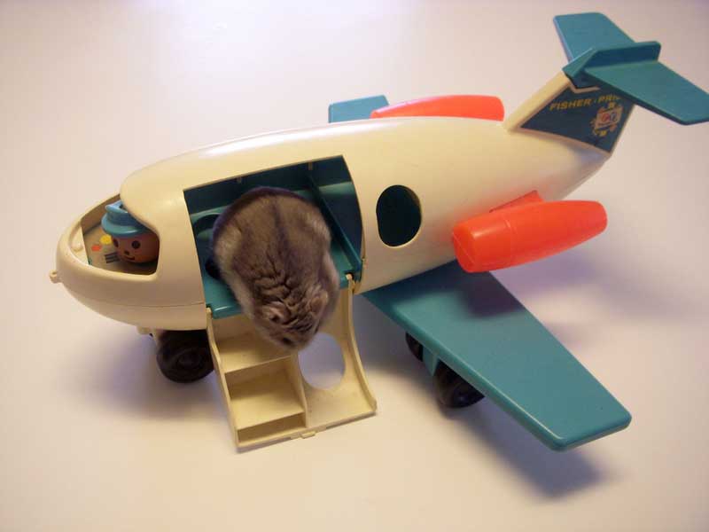 Nothing To Do With Arbroath Loose hamster brings down plane