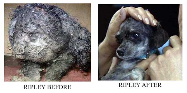 Dog Grooming In Laplace Dog Grooming In Laplace