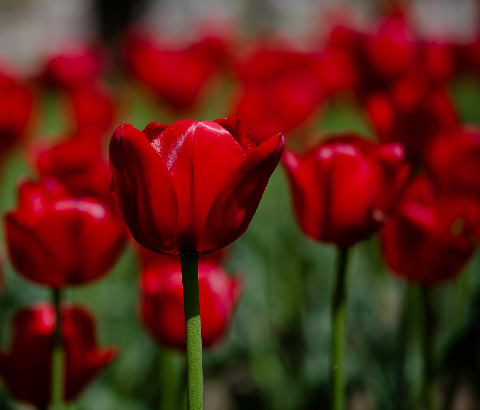 Red Tulips Pictures