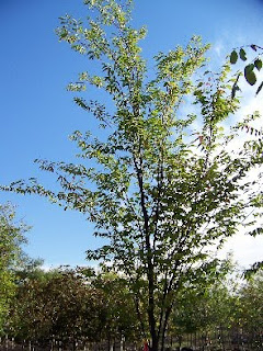 Green+vase+zelkova+trees
