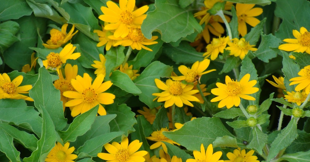 Native Myanmar Flowers Lovers Yellow for Happiness