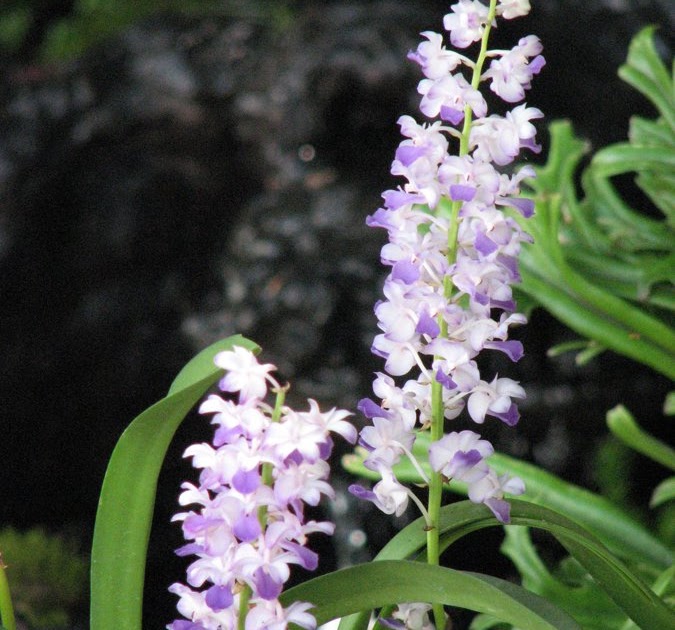 Native Myanmar Flowers Lovers Lovely Orchids (1)