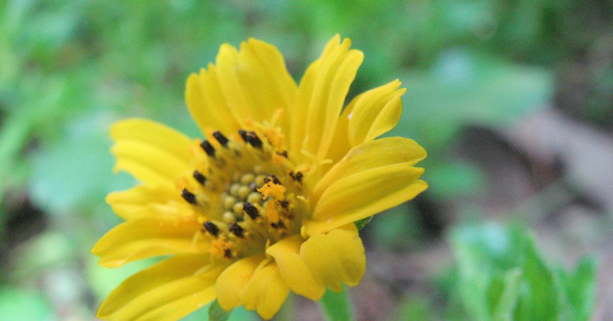 Native Myanmar Flowers Lovers Just Flowers!