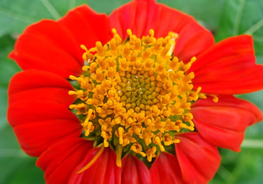 Native Myanmar Flowers Lovers Boldness in the Nature