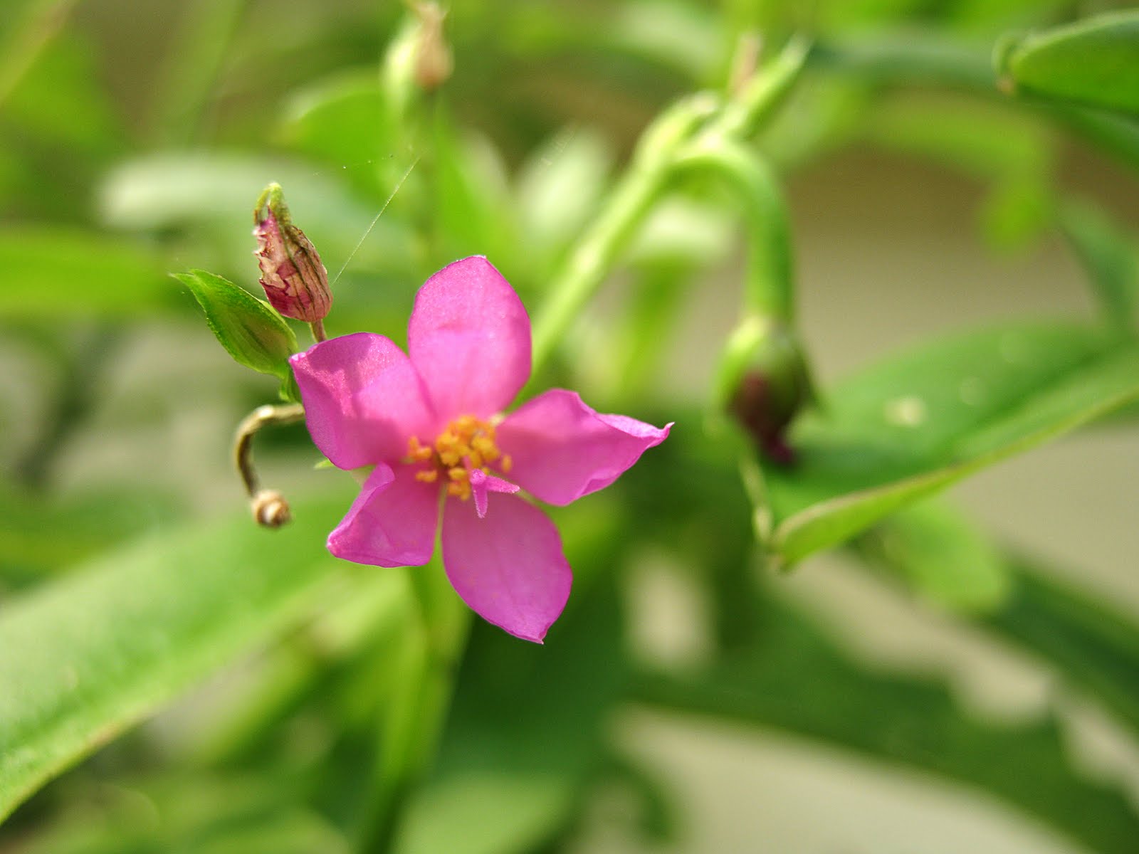 Native Myanmar Flowers Lovers Pink & Red