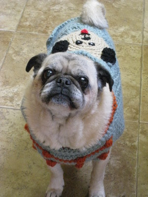 pugs in sweaters pug sweater pugs in sweaters pug sweater