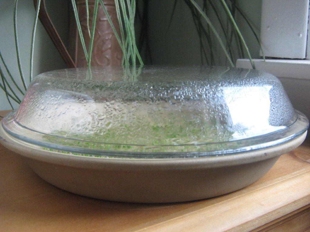 the happy raw kitchen Sprouting Chia Seeds