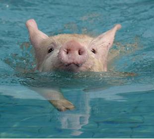 [pig+swimming.jpg]
