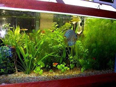 Como montar Aquario