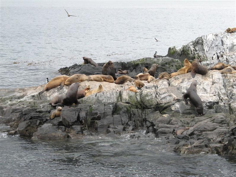 [5450_01-beagle-sealions1+(Medium).jpg]