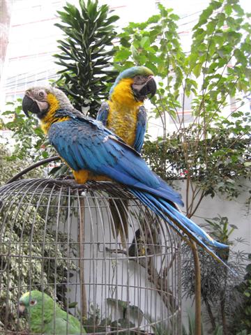 [3010_parots+(Small).jpg]