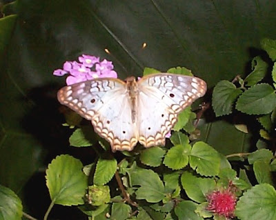 The Peacock anartia jatropae tends to habitat swampy areas and the larval 