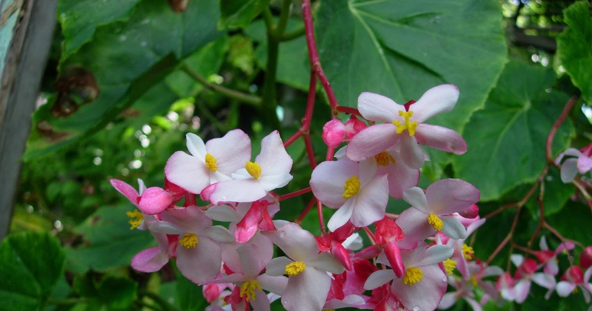 Indian Canes, Indian Cane flower Indian Cane flowers, Indian Cane image EVERYTHING B 4 U