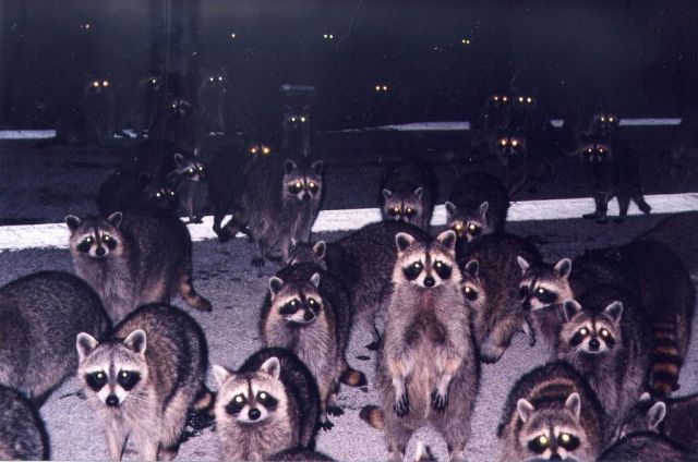funny-racc00n-pic-night-living-dead-c00ns.jpg