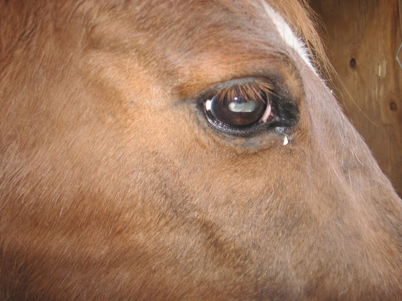 [Twister+cataract.jpg]