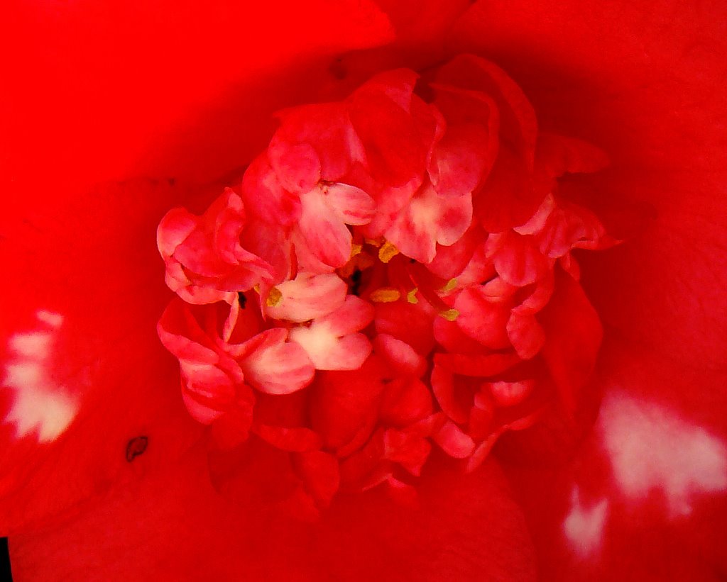 [Red+Camellia.jpg]