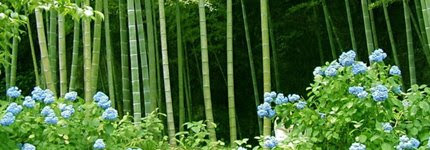 Bamboo Strip