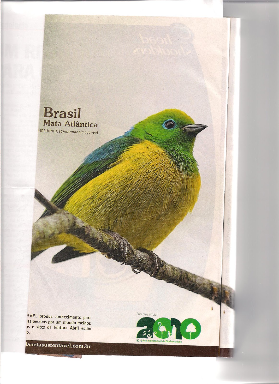 M U C U T R I F A AVES SÍMBOLOS DO BRASIL