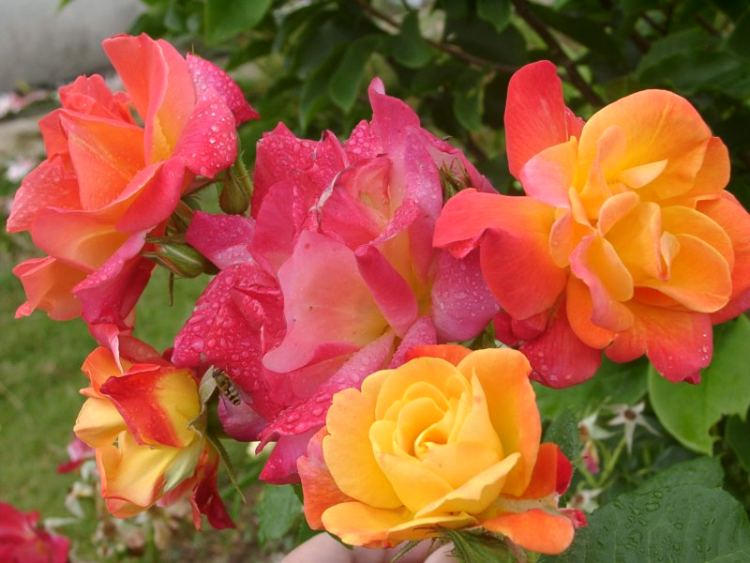 roses types