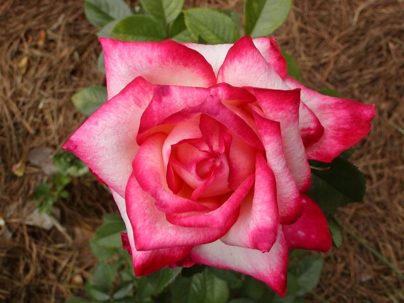 Garden Cafe' Tips for Growing Roses