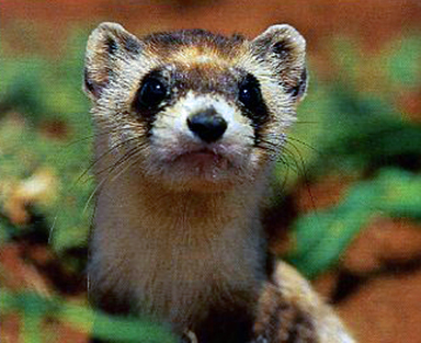 chippep: WILD ANIMALS, PART ONE